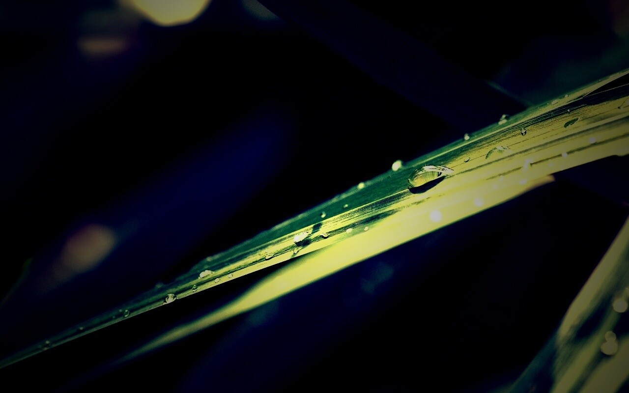 Капли росы на листе обои