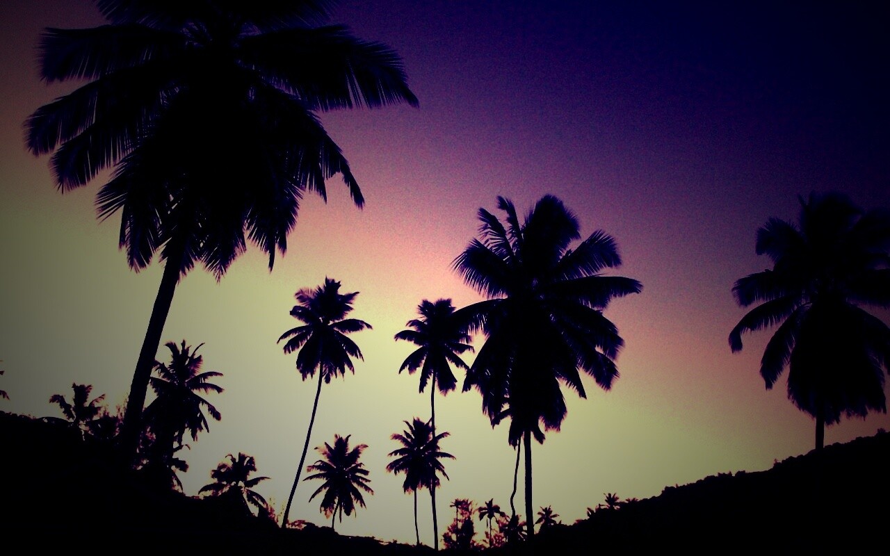 Пальмы на фоне фиолетового неба обои