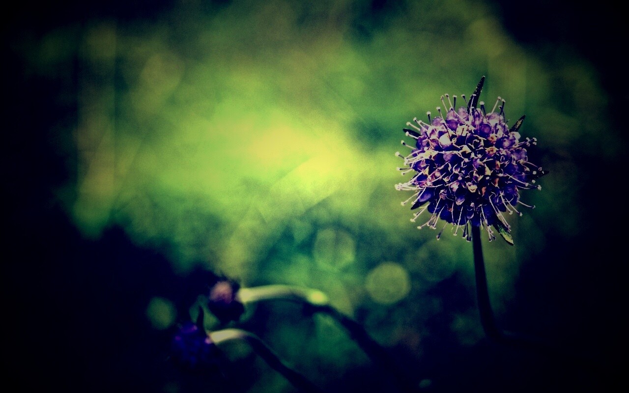 Цветок в макро обои