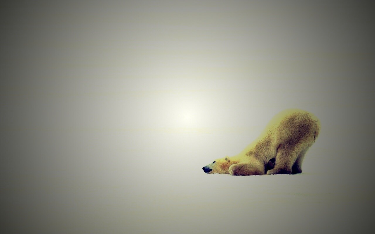 Полярный мишка в смешной позе обои