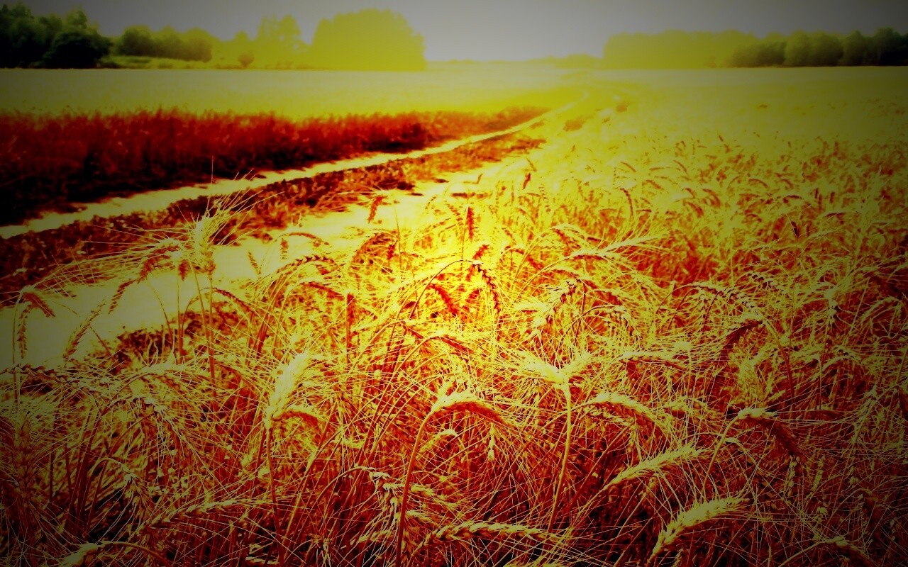 Речка среди поля обои