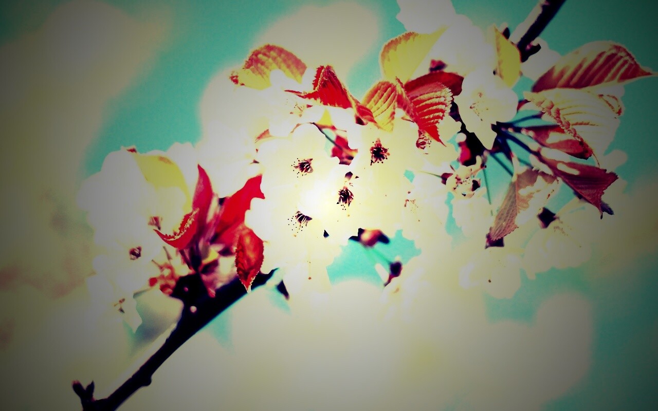 Белые цветы вишни обои