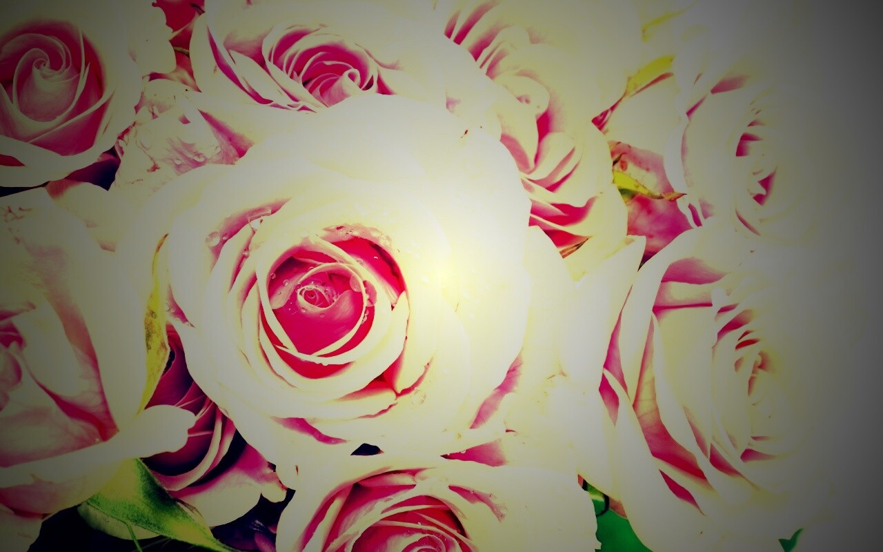 Букет розовых роз обои