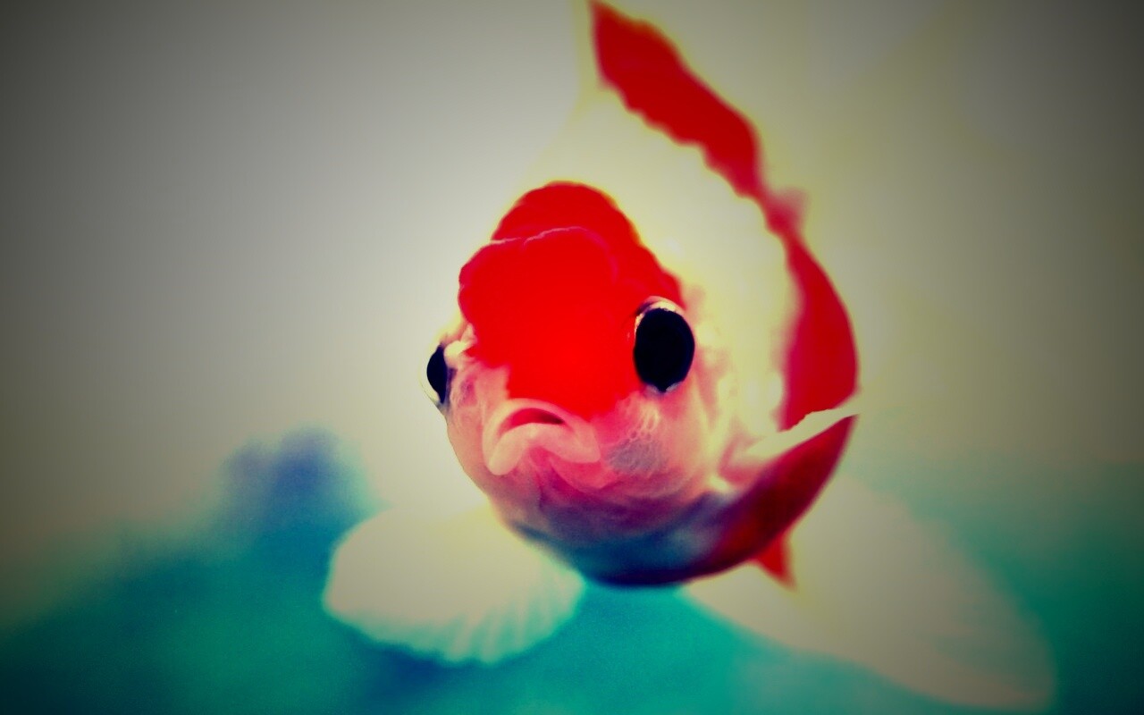 Аквариумная золотая рыбка обои