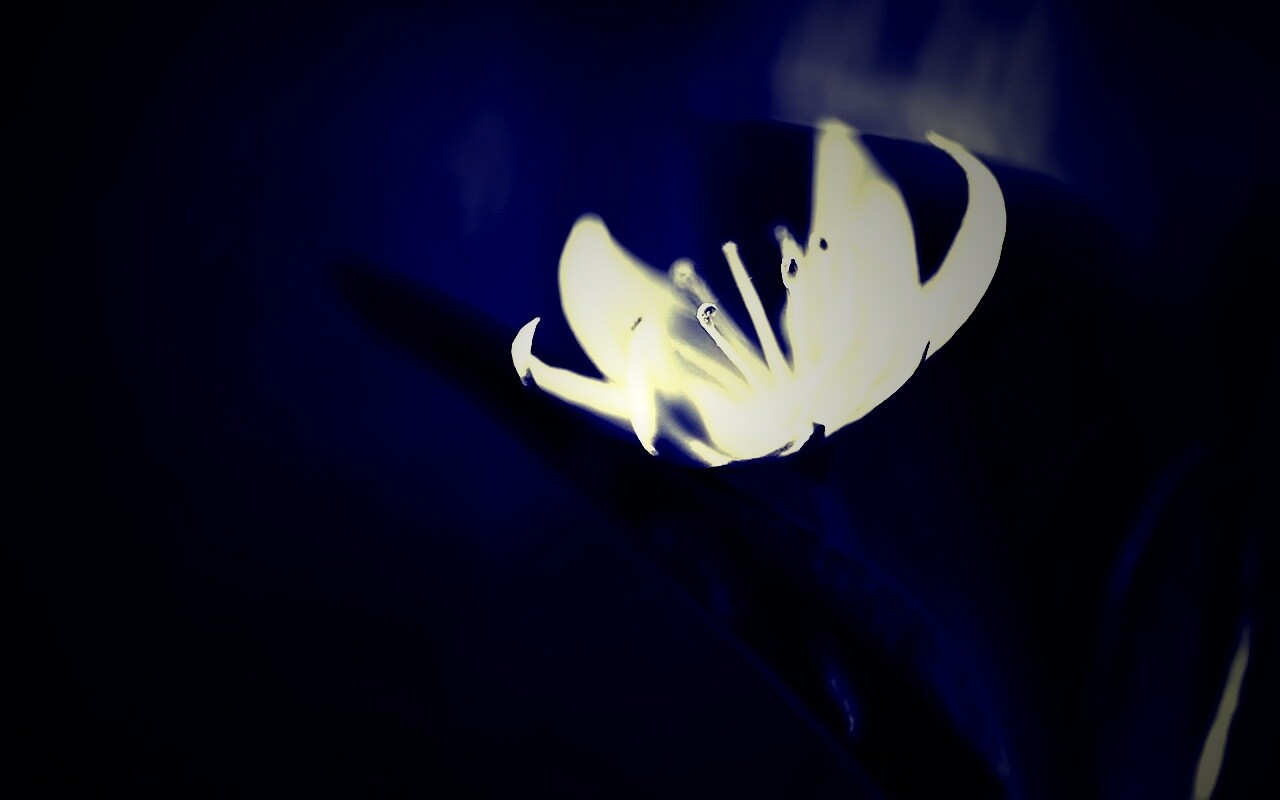 Белый цветок обои