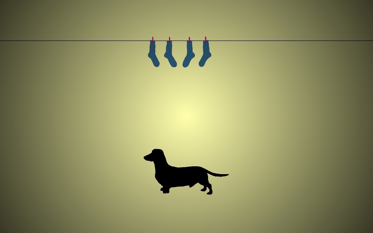 Такса и носки обои