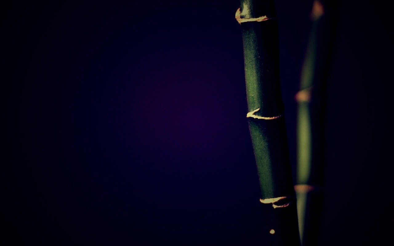 Макро фото стебля бамбука обои