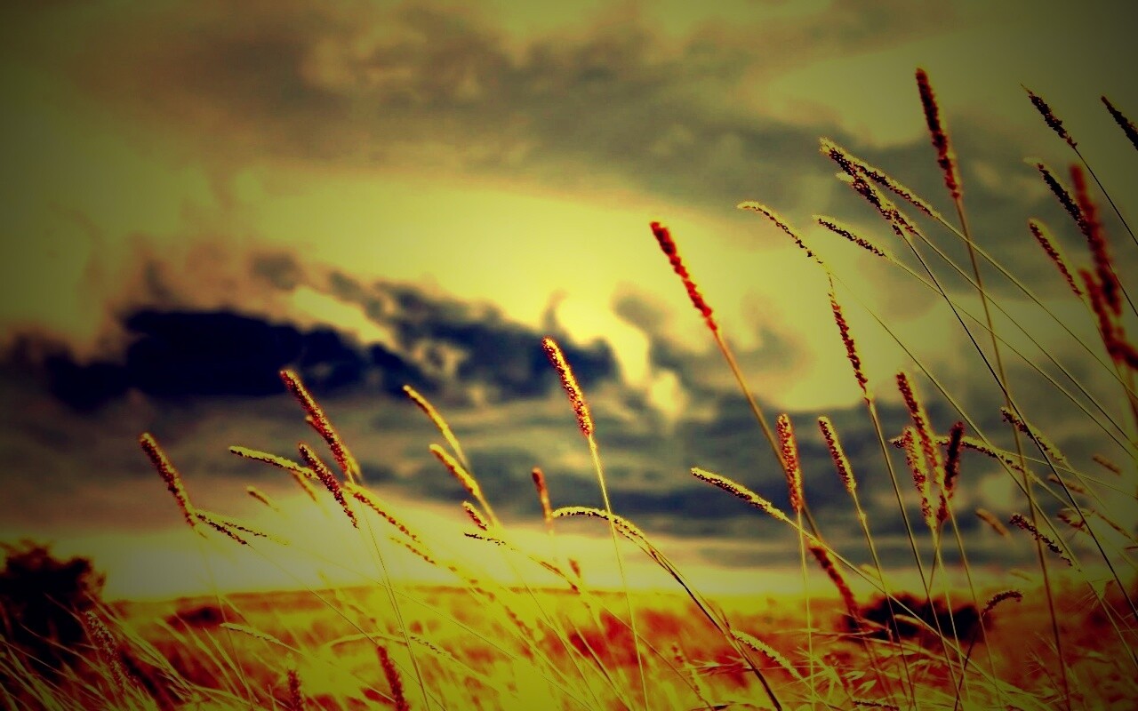 Золотистое поле обои