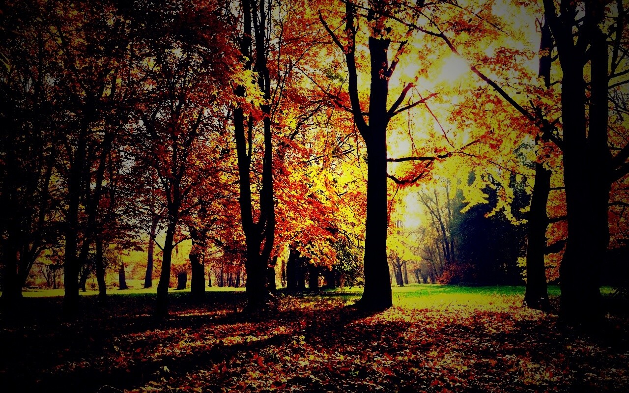 Осенний листопад в парке обои