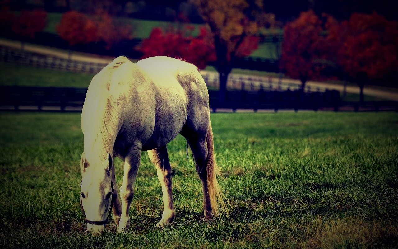 Красивая белая лошадь обои