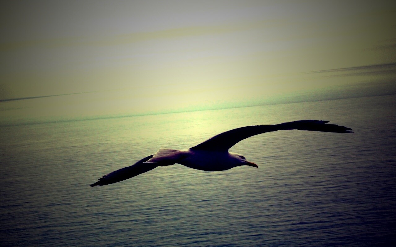 Чайка в полете обои