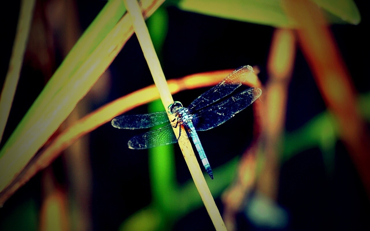 Стрекоза на тарвинке обои