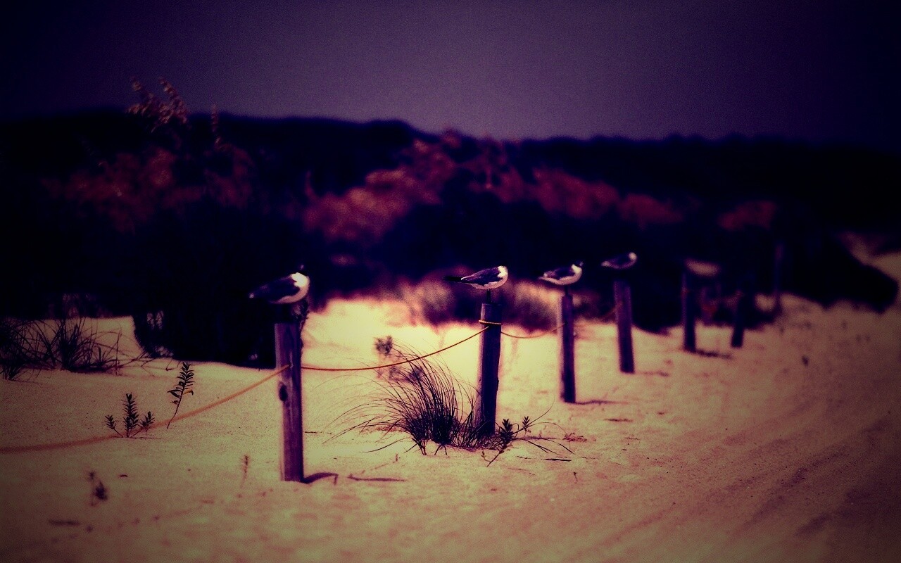 Птички на столбиках обои