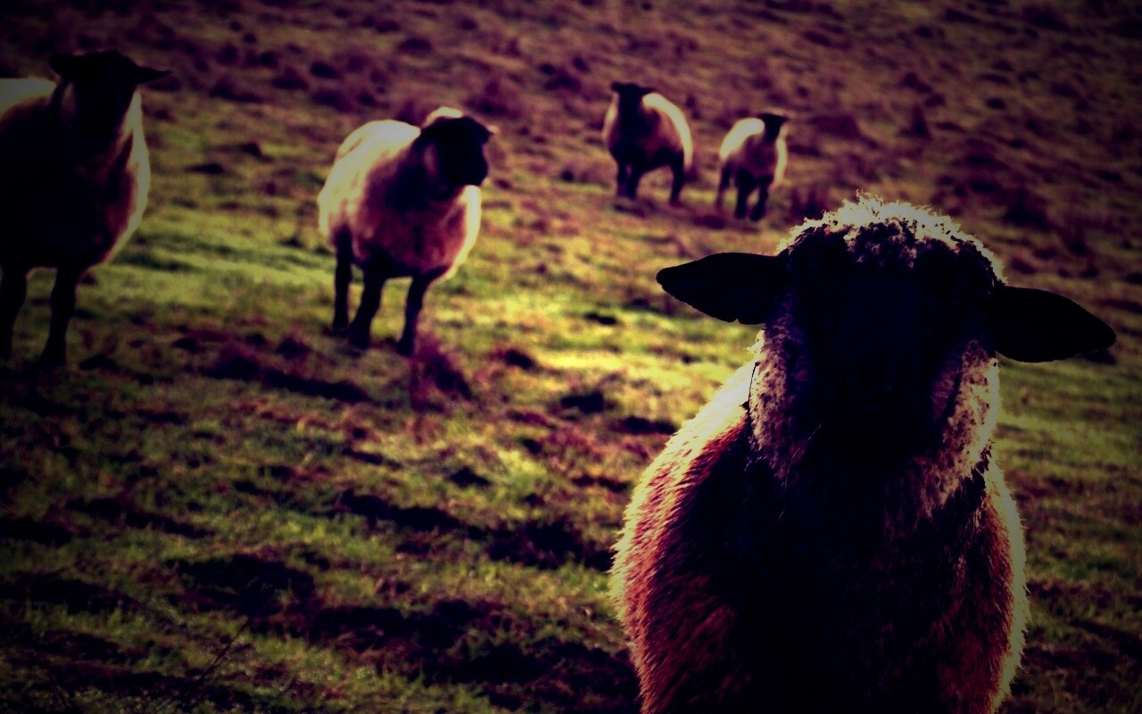 Овцы на пастбище обои