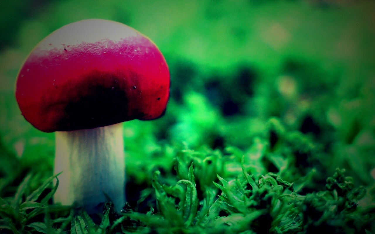 Грибок с красной шапкой обои