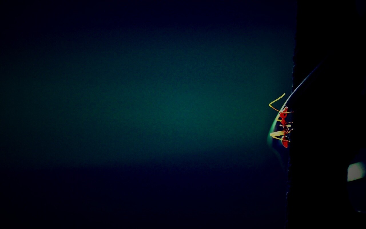 Муравей-пожарник обои