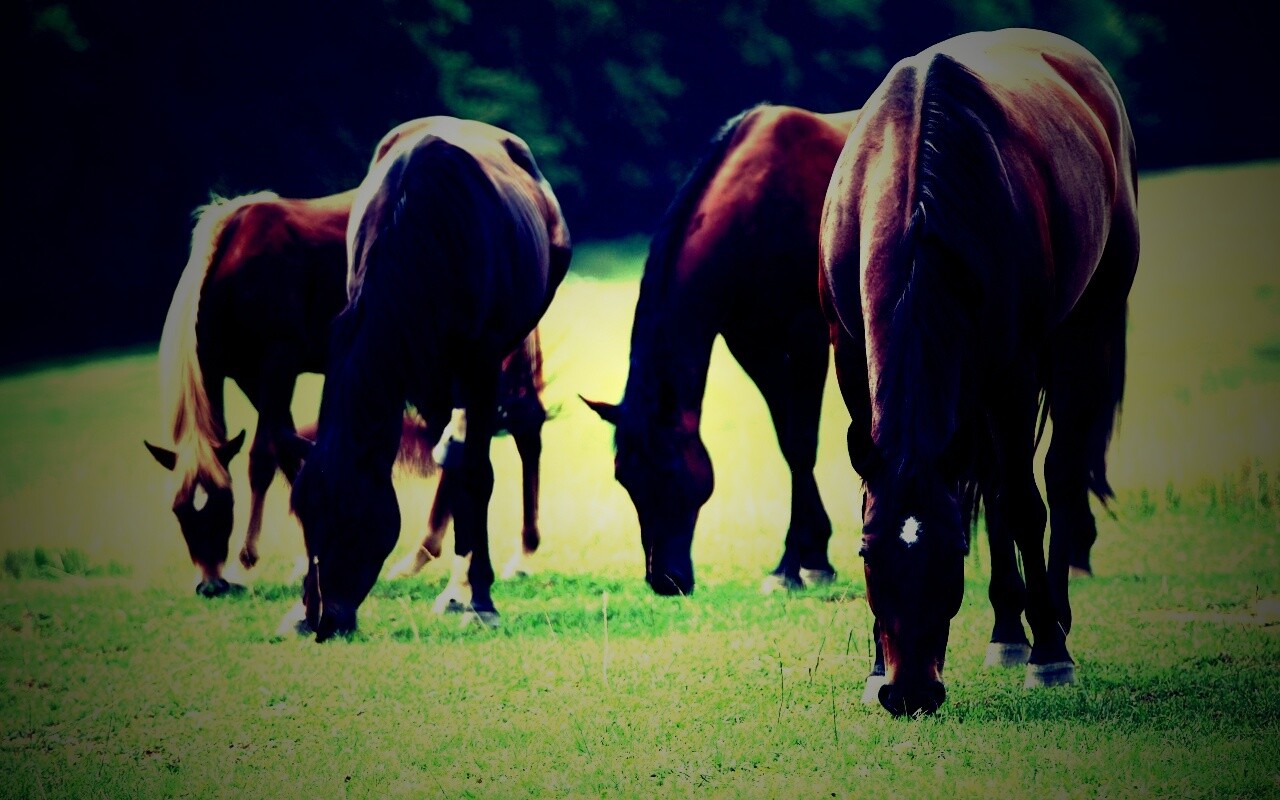 Время пощипать травку обои