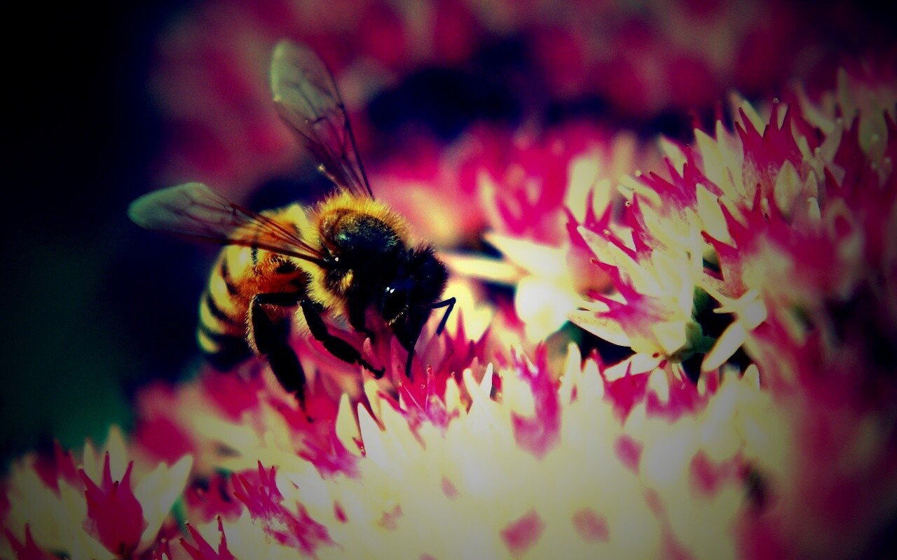 Пчела собирает пыльцу обои