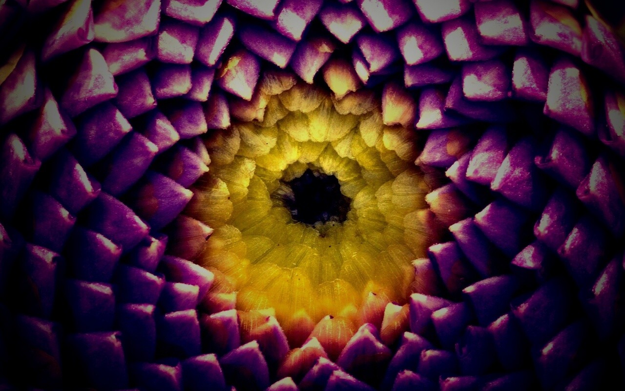 Сердцевина цветка обои