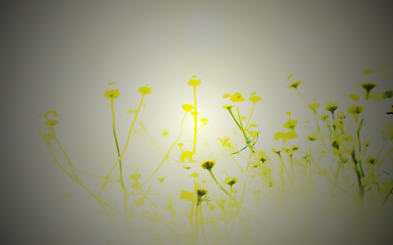 Цветочное лето обои