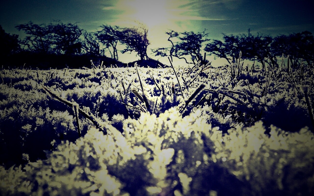 Утренний мороз обои