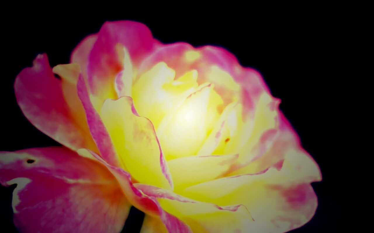 Картинка с нежным розовым цветком обои