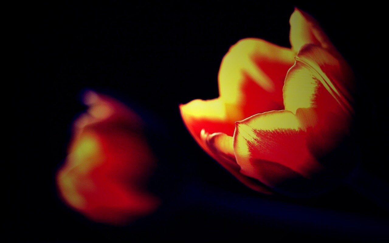 Тюльпаны в темноте обои