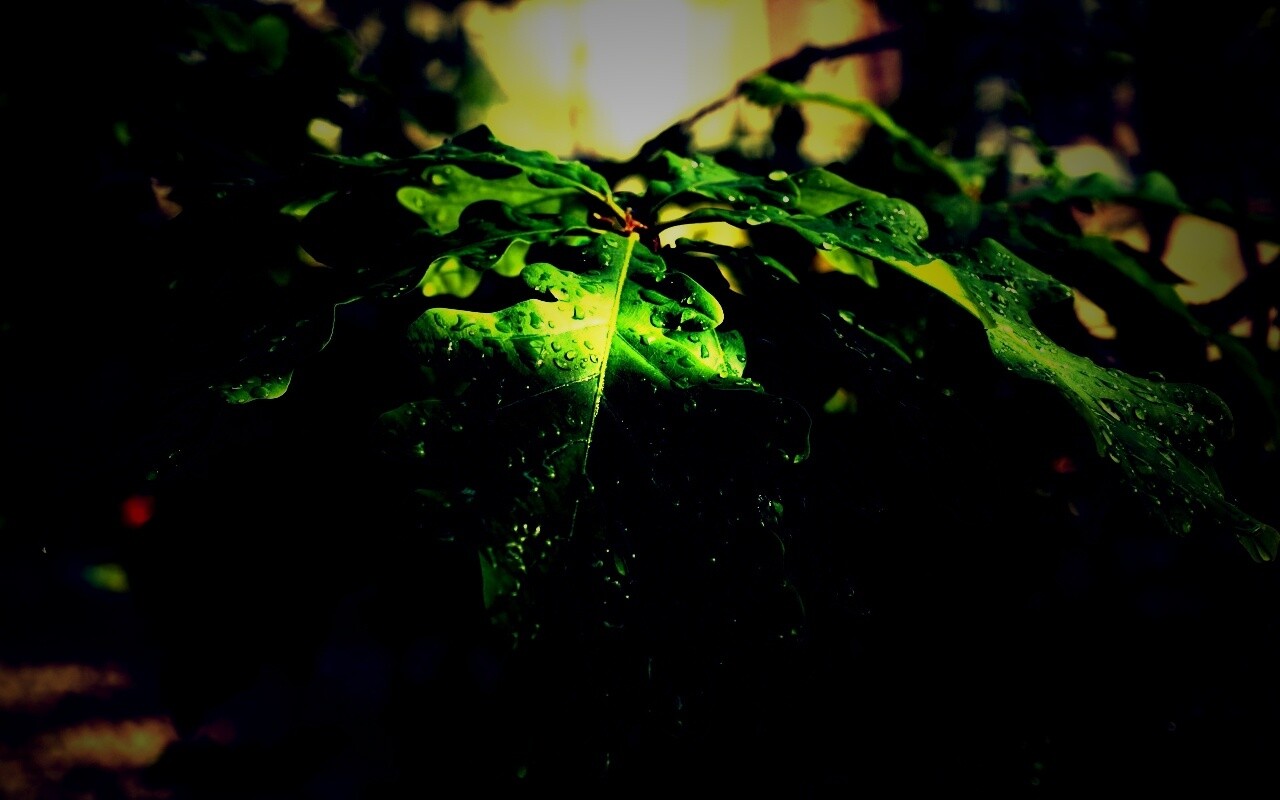 Сочные листья дуба обои