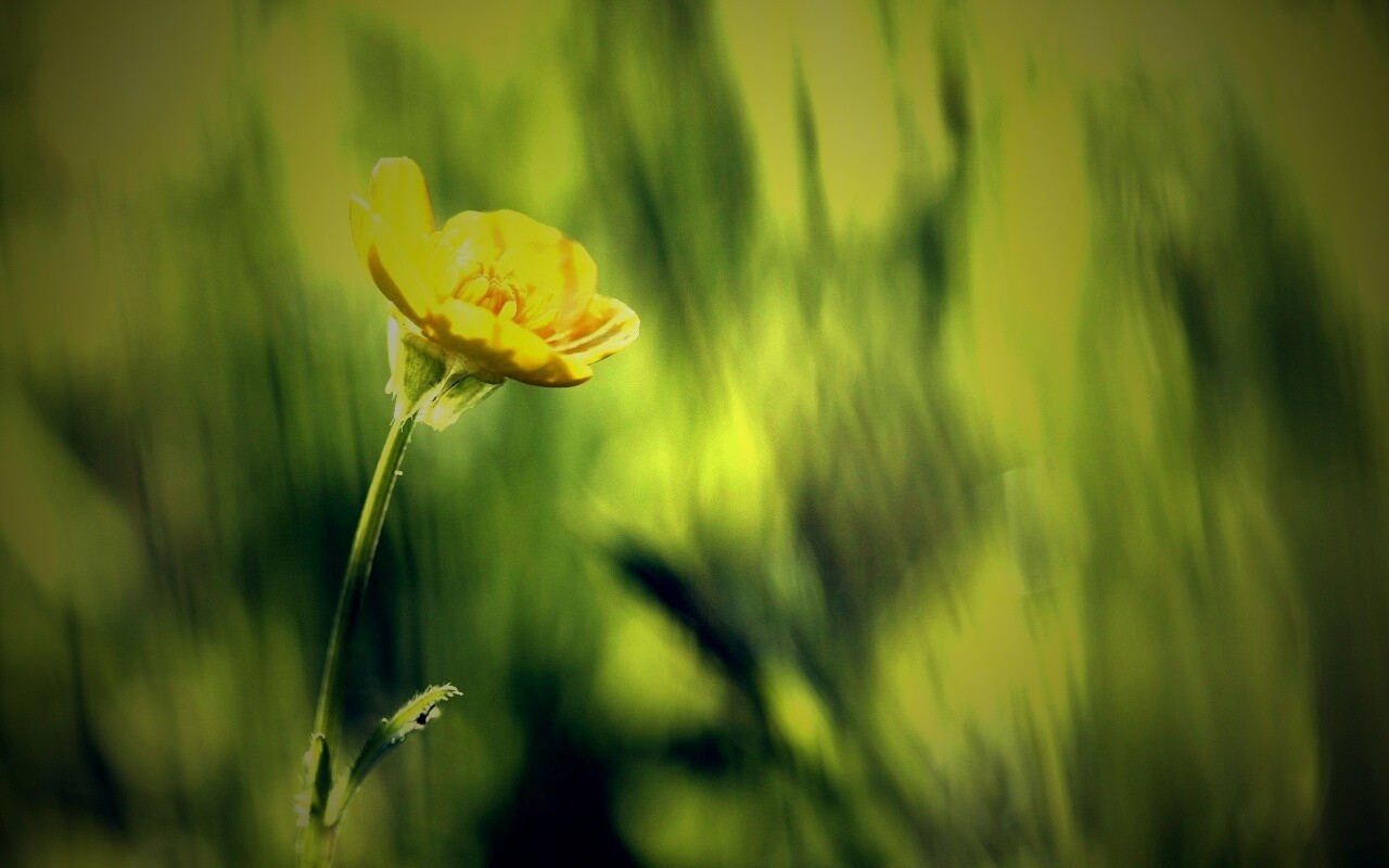 Маленький жёлтый цветочек обои