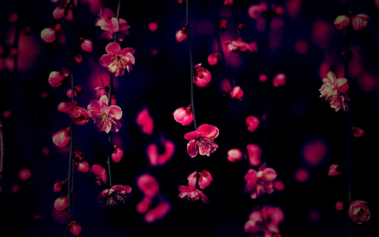 Веточки цветущего дерева обои