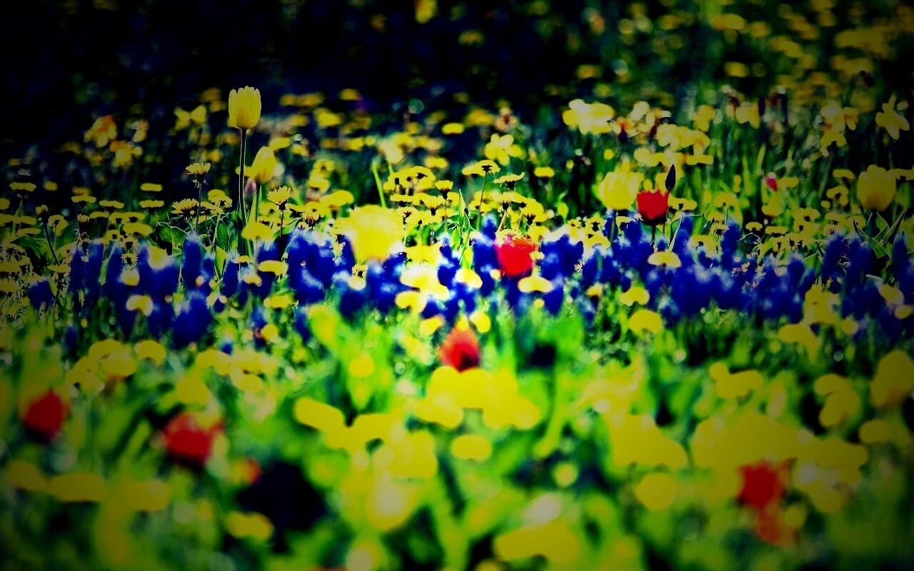 Все краски весны обои