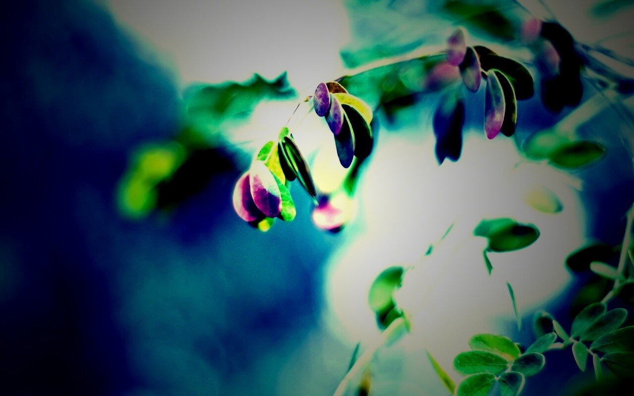 Фиолетовые листья обои