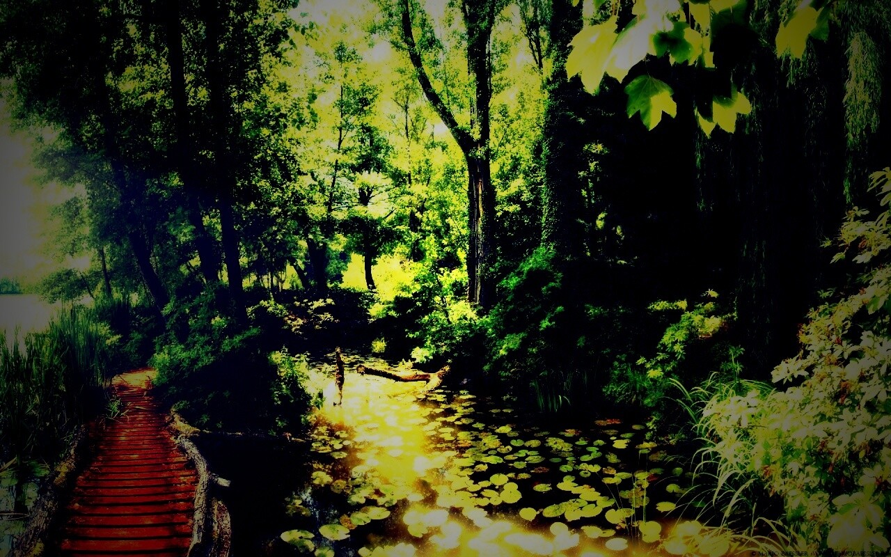 Пруд в лесу обои