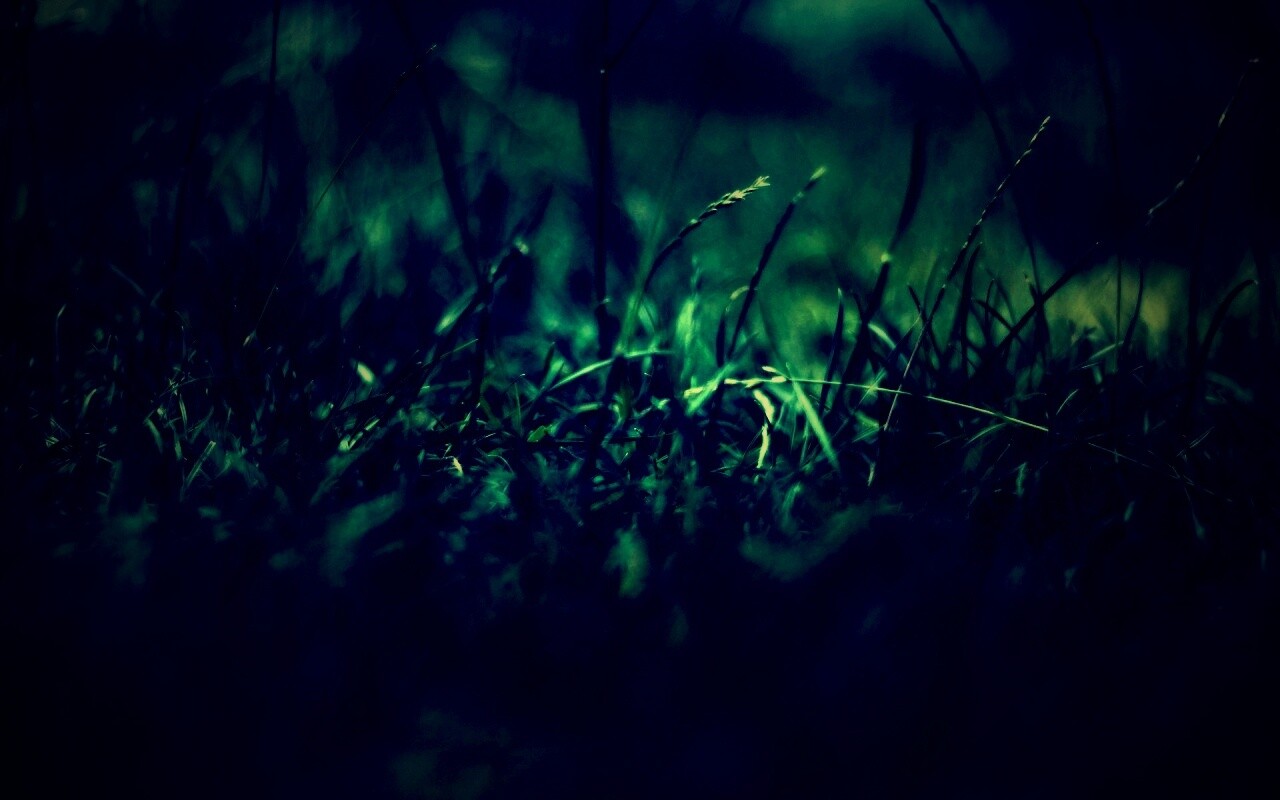 Трава в макро режиме обои