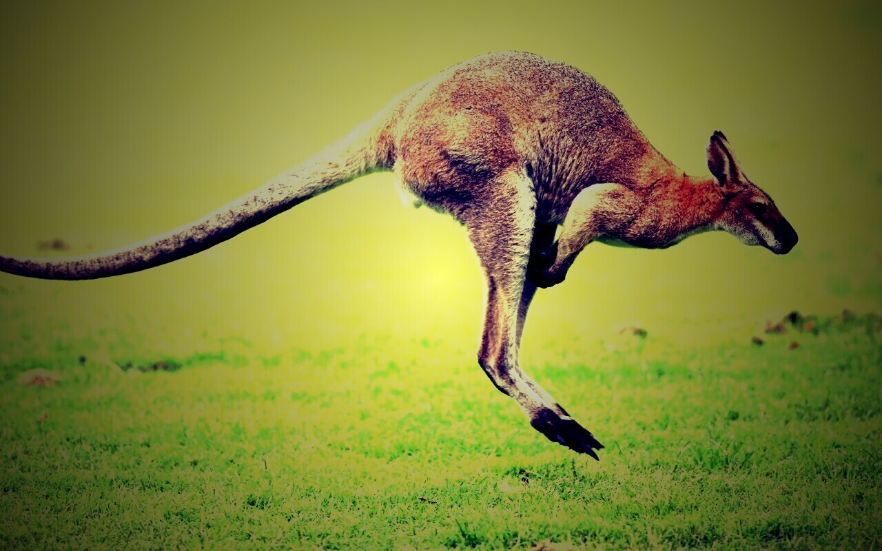 Кенгуру обои