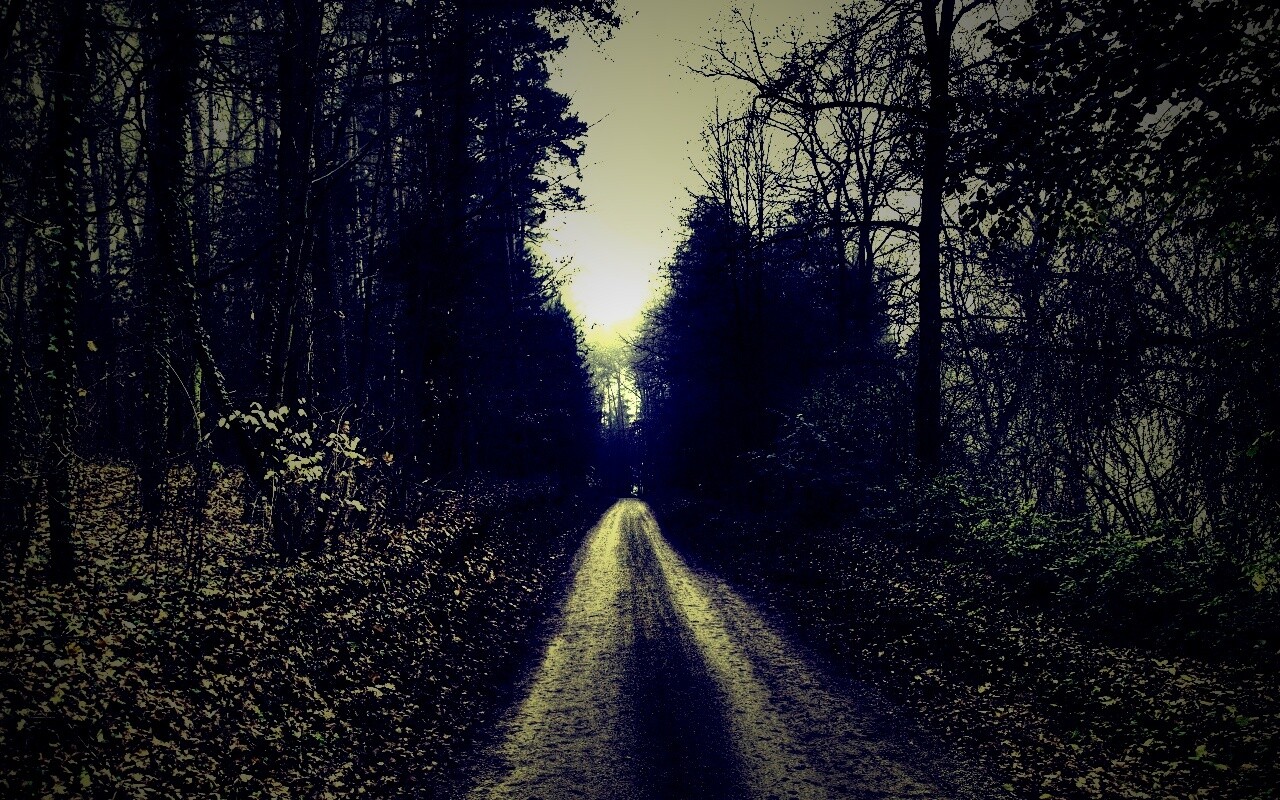 Лесная дорога обои