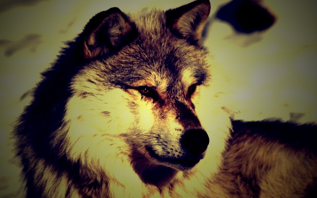 Лайка на снегу обои