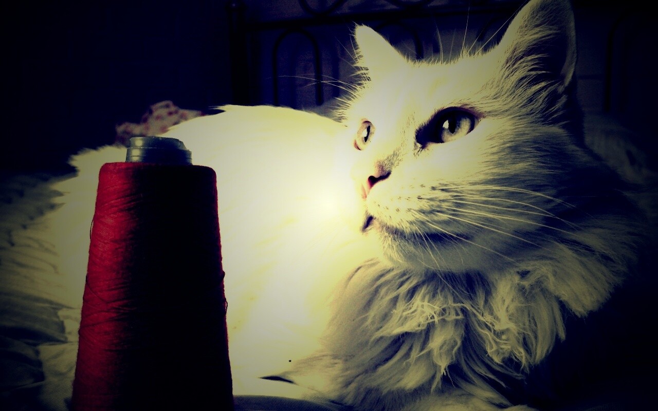 Белый кот с катушкой ниток обои