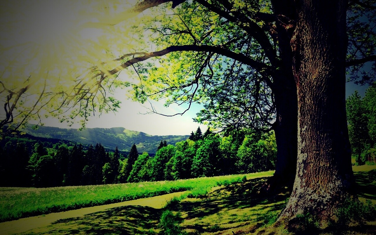 Лето в деревне обои