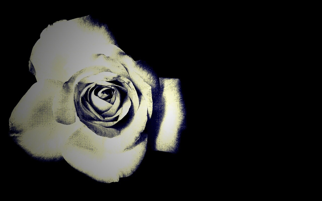 Черно-белая роза обои