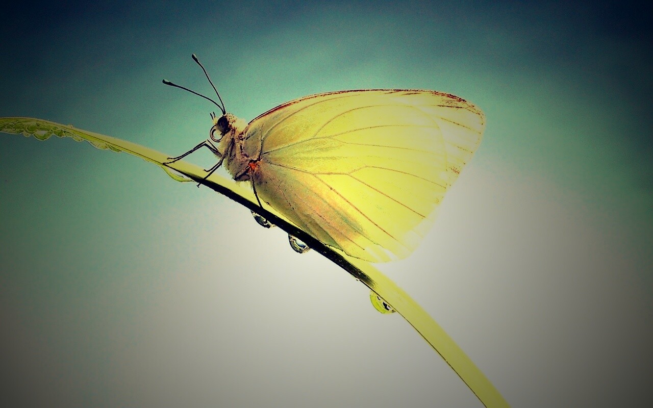 Жёлтая бабочка на стебельке обои