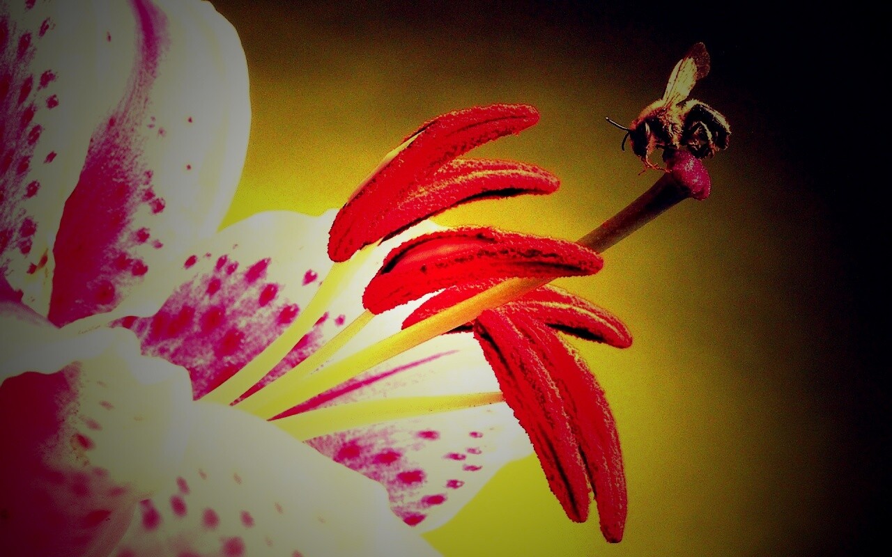 Трудолюбивая пчела на прекрасном цветке обои