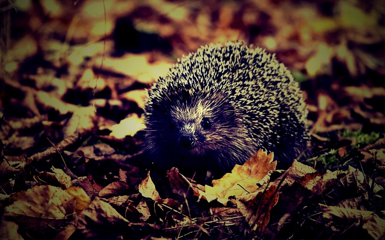 Ежик в осенней листве обои