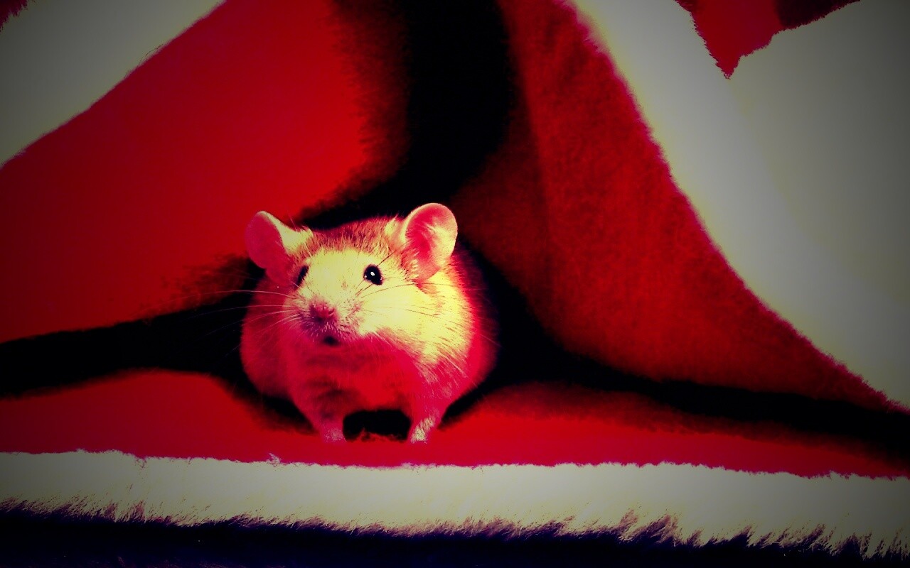 Толстый новогодний мышонок обои