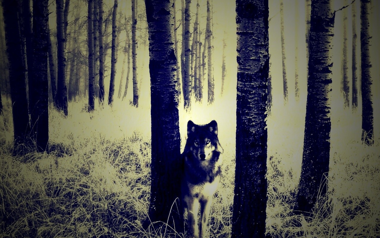 Волк в лесу обои