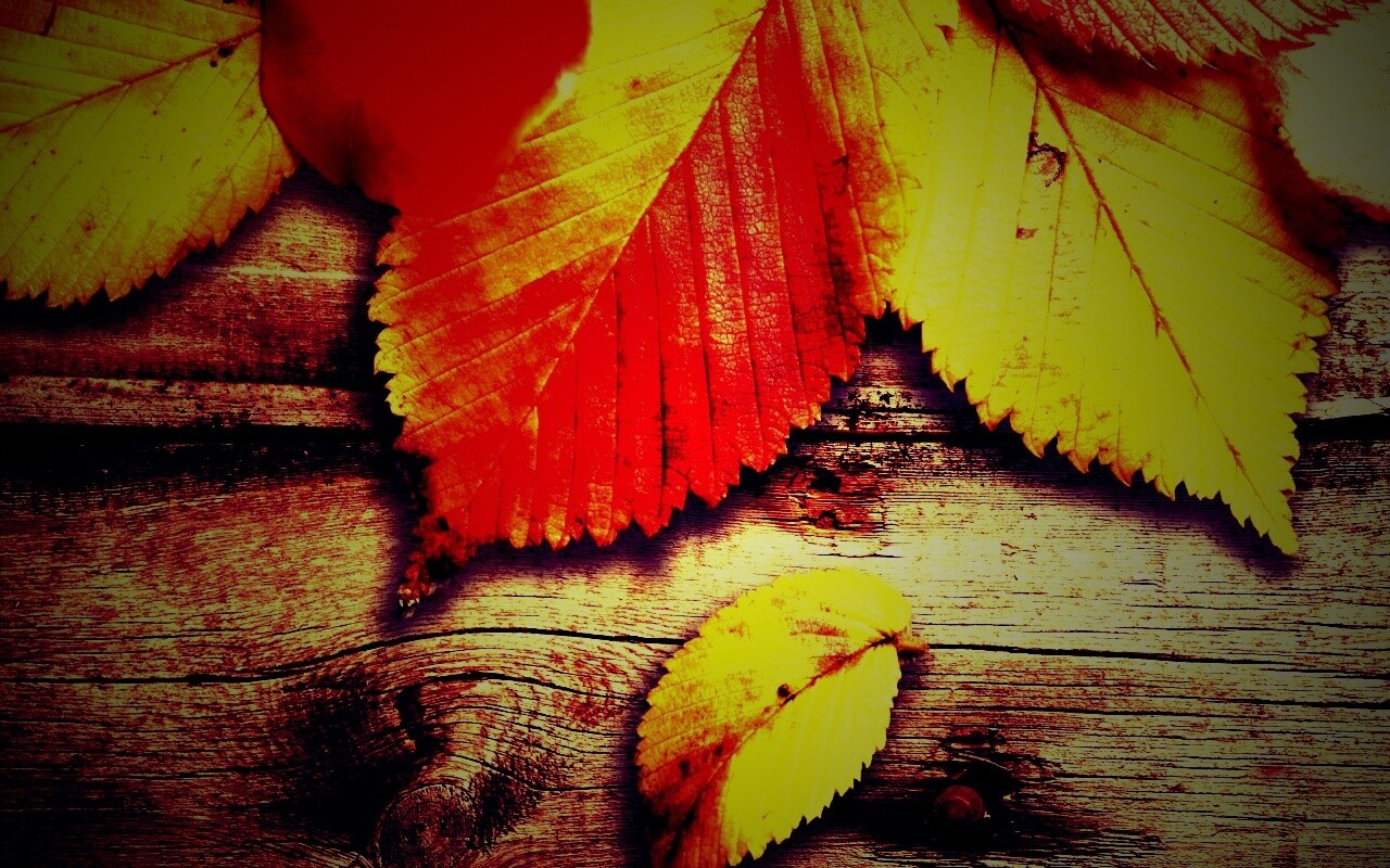 Красиво разложенные листья обои