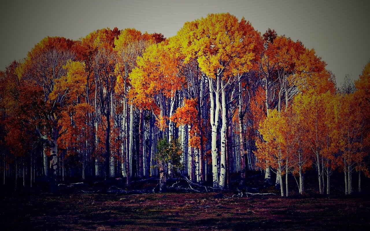 Пожелтевшая березовая роща обои