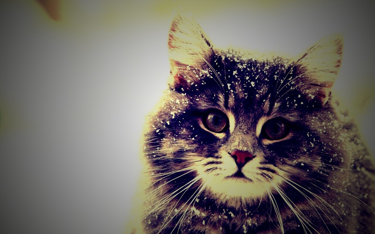 Кот в снегу обои