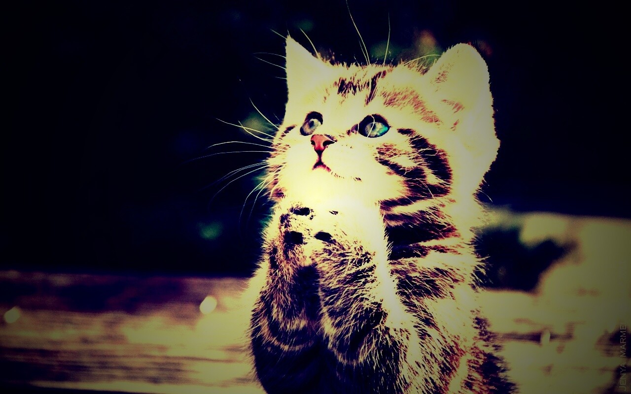 Непередаваемо прелестный котенок сложил лапки обои