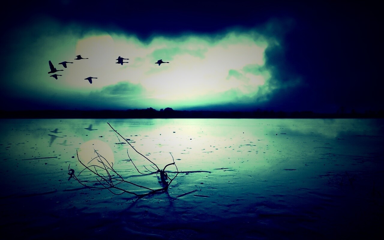 Полет птиц над озером обои